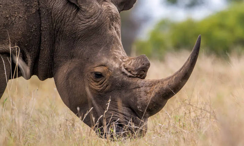 Rhino Horn nft